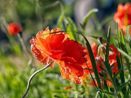 - red poppy  in the summer sunset