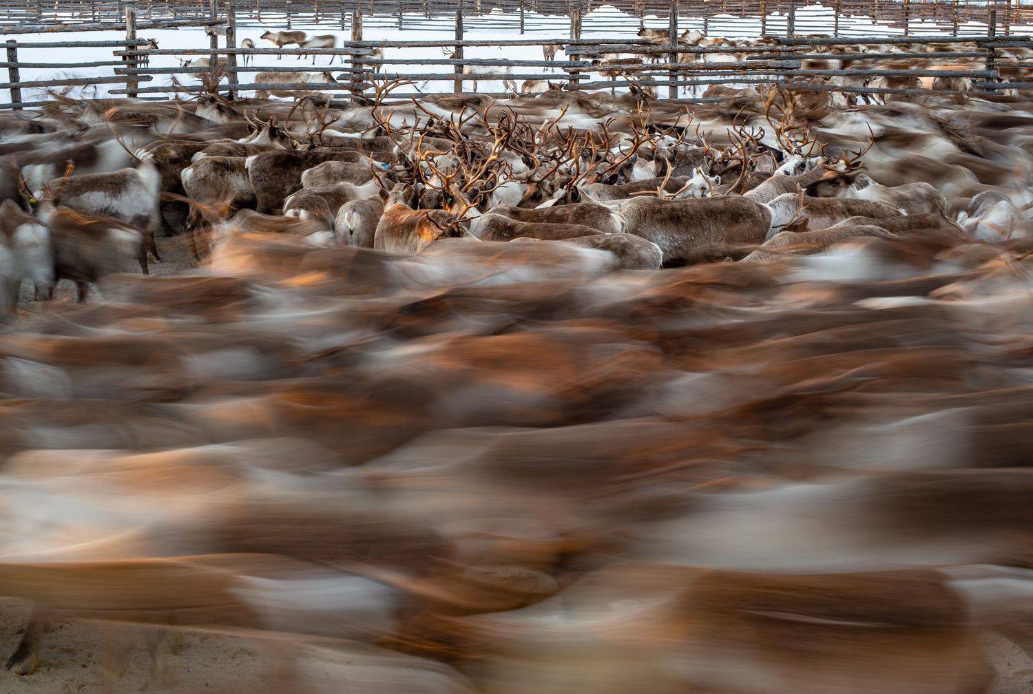 , Елена Ермолина