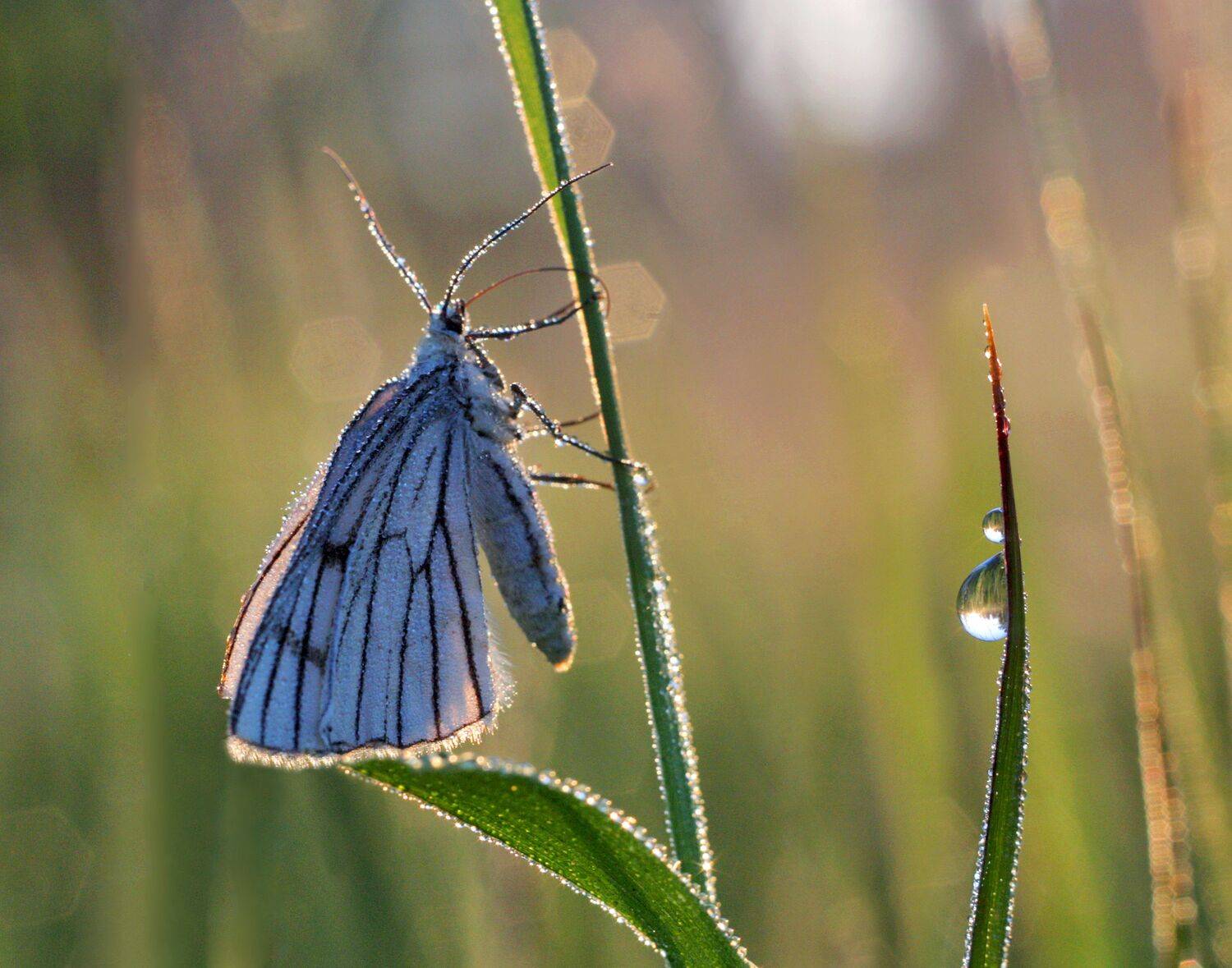 утро , бабочка, Александр Свистков