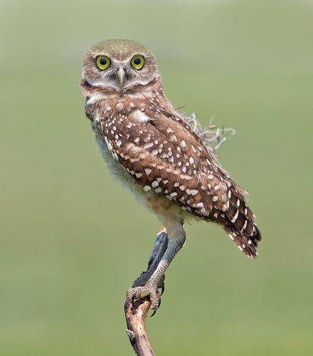 Burrowing Owl - Кроличий сыч