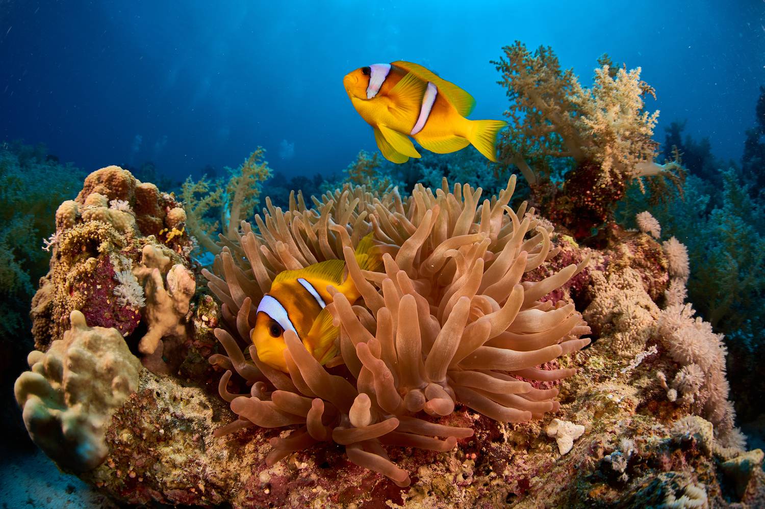 анемон, амфиприон, подводная фотография, дайвинг, рыба клоун, PEREPECHAEV PAVEL