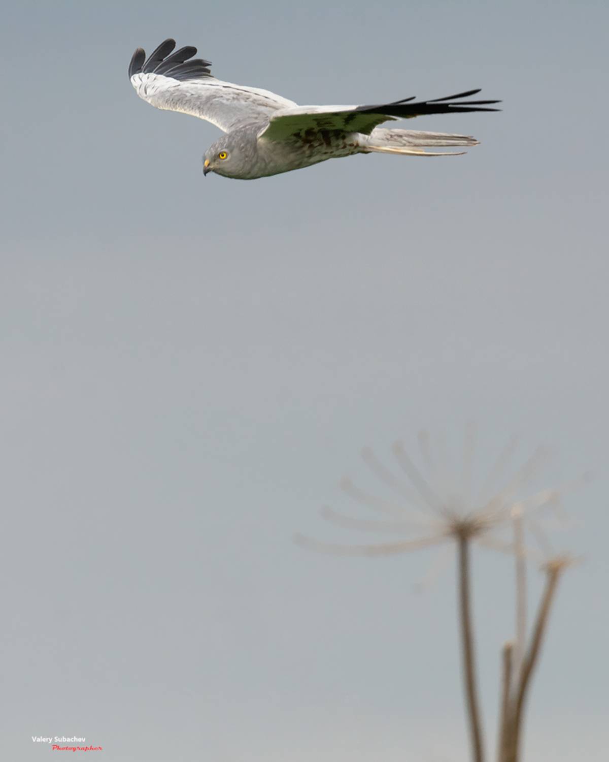 , Валерий Субачев