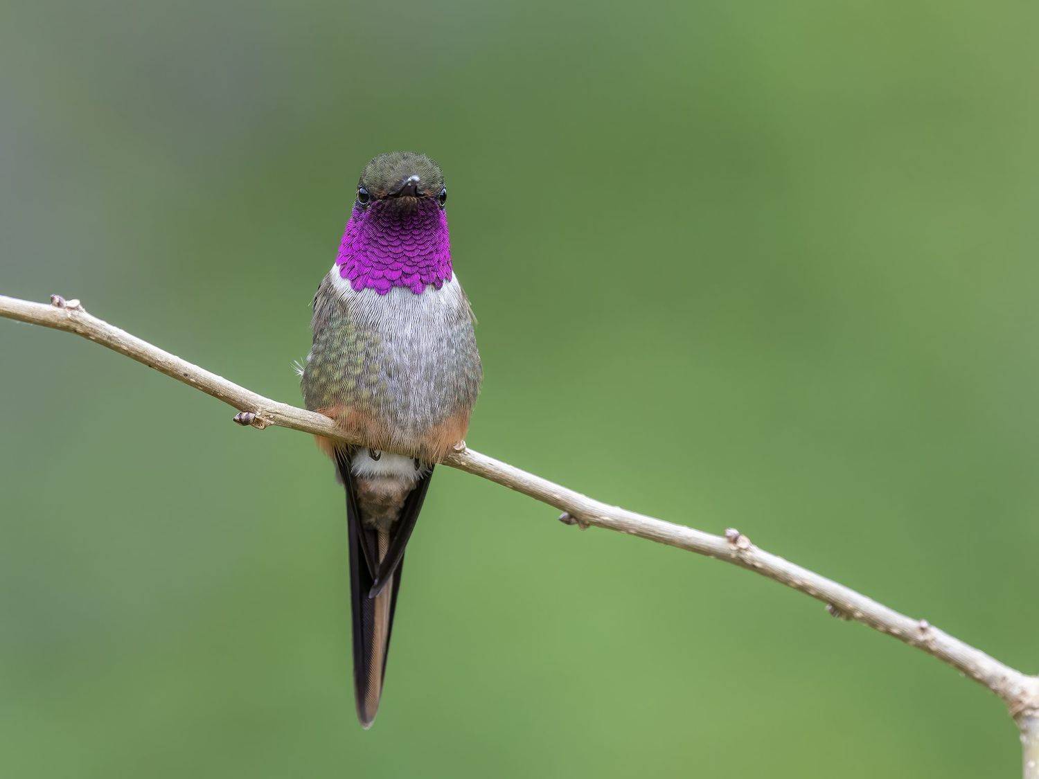 , Burgalin Sequeira Fernando