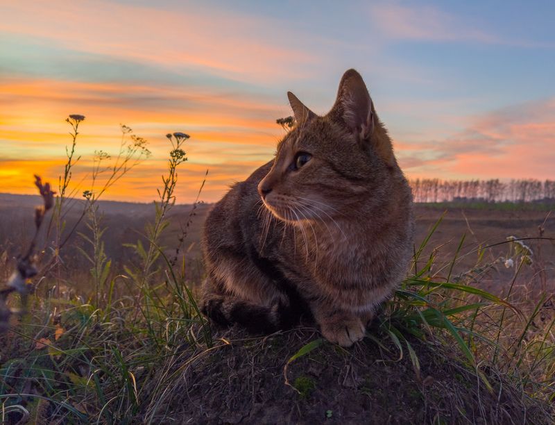 фото превью