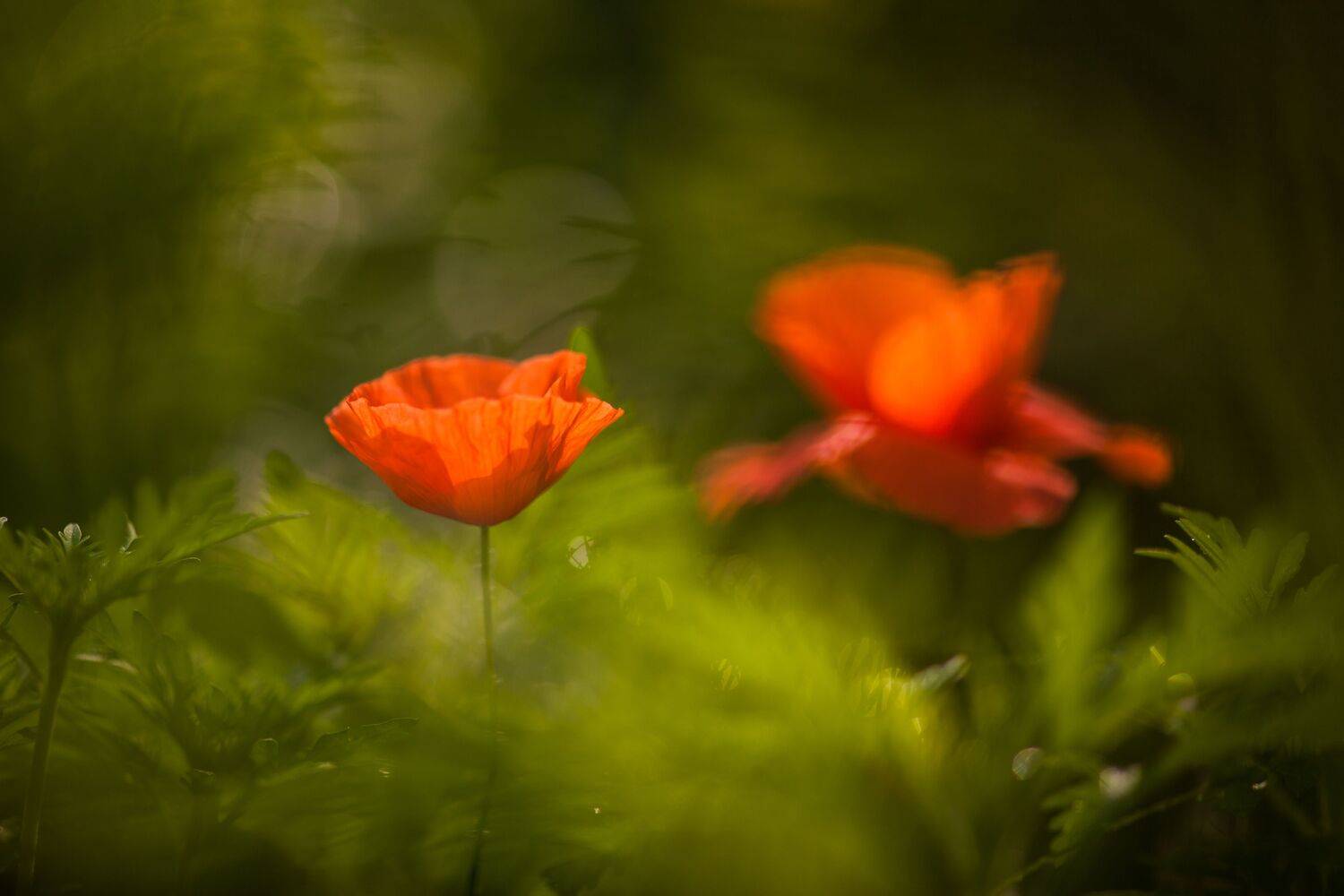 , Викулов Николай