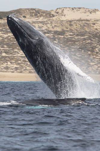 El Coloso de los Mares