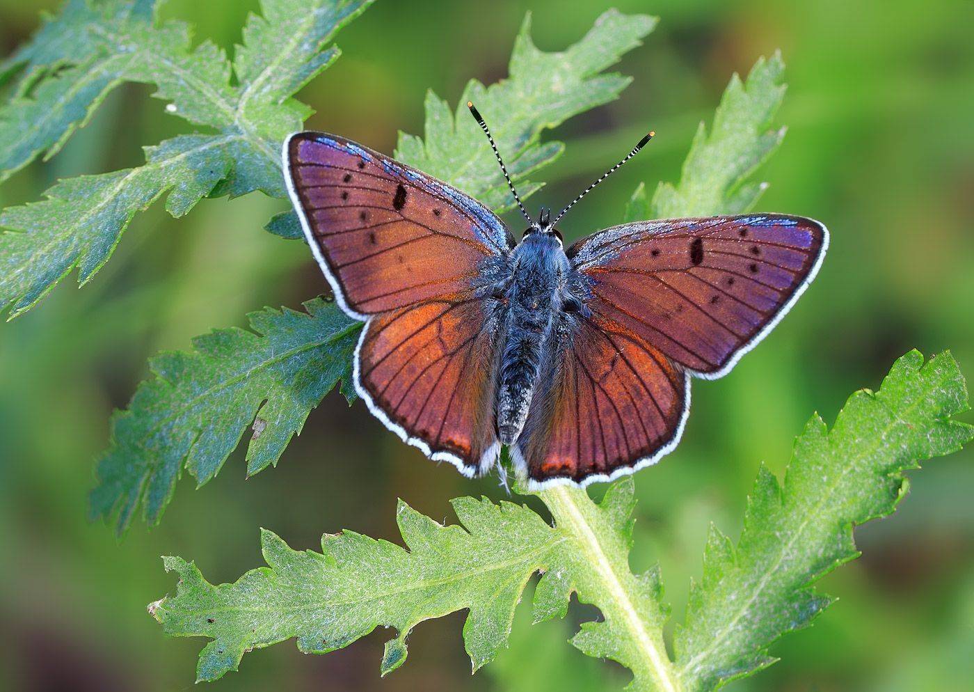 насекомые, бабочка, голубянка, червонец, фиолетовый, лето, Борис Новиков