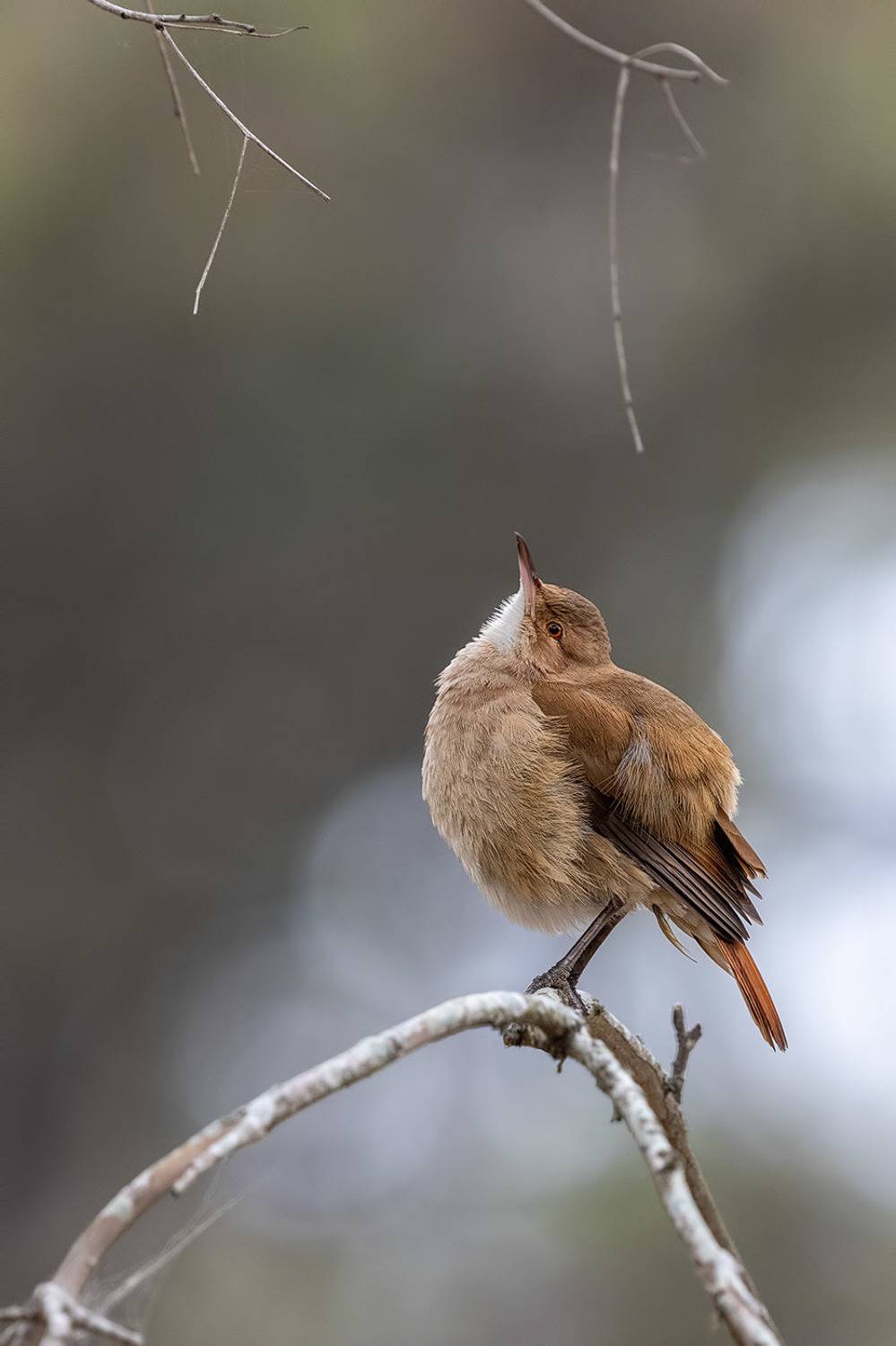 птицы, уругвай, Елена Давыдова