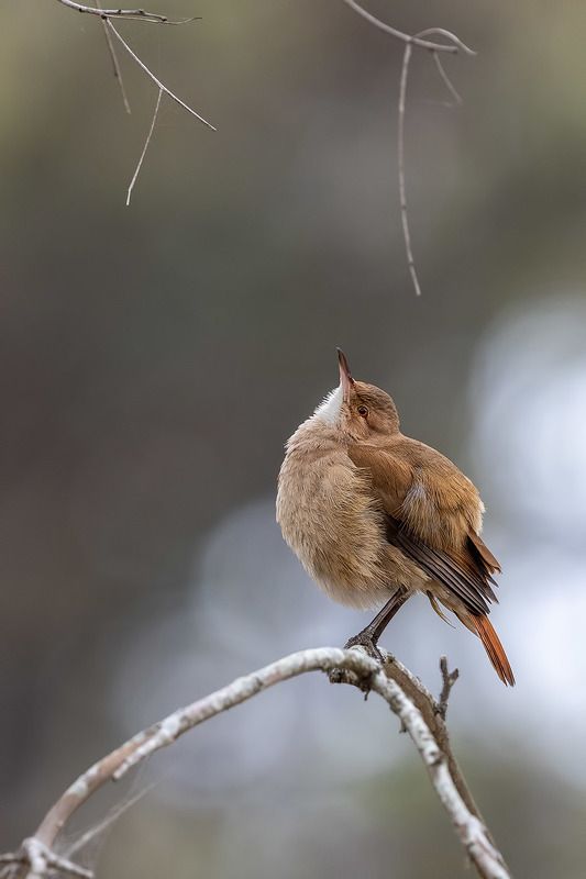 птицы, уругвай *** фото превью