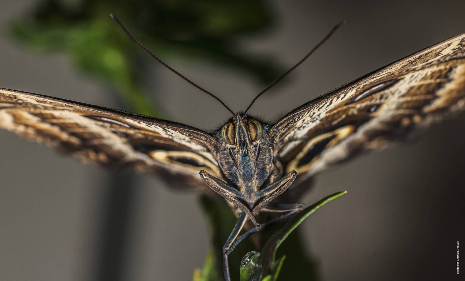 #color_image #color #eyes #insect #macro #butterfly #macrophoto, Григорий Армашов-Тельник