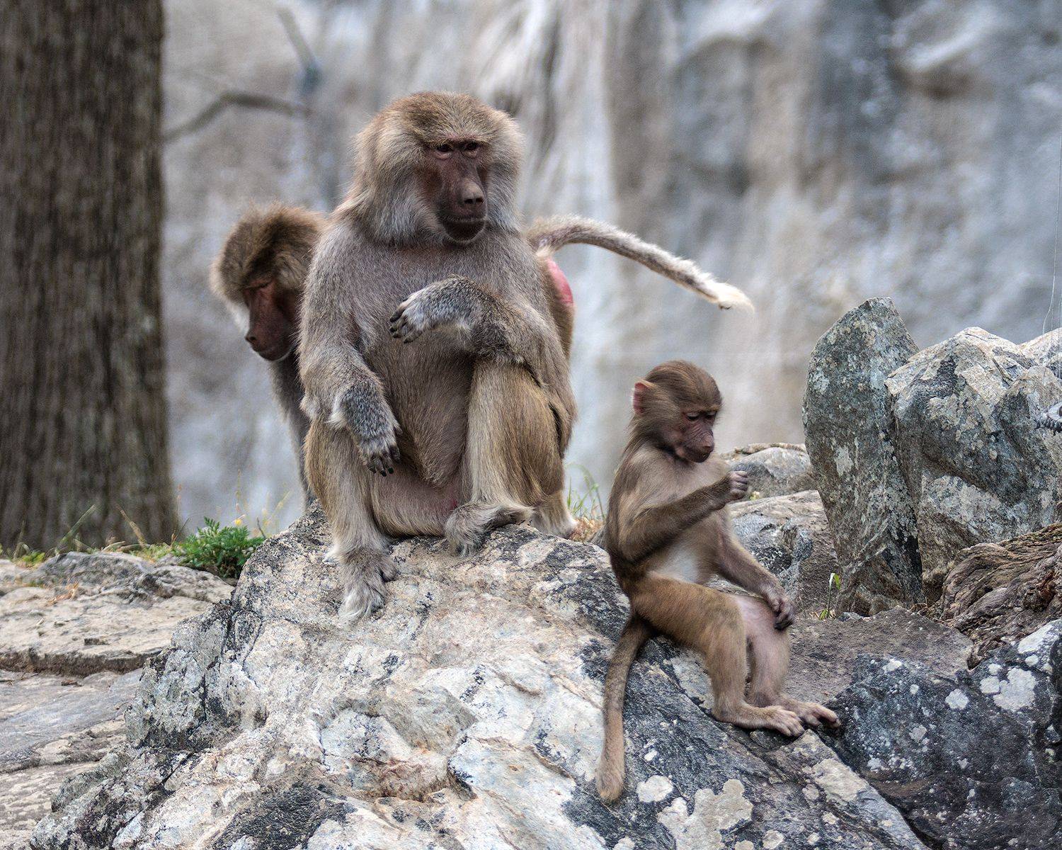 , Леонид Дьяченко