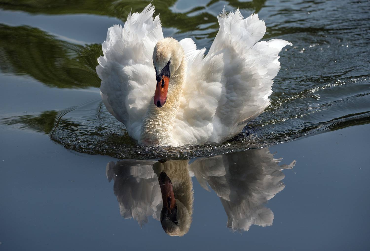 лебедь, кабардино-балкария, Хасан Журтов