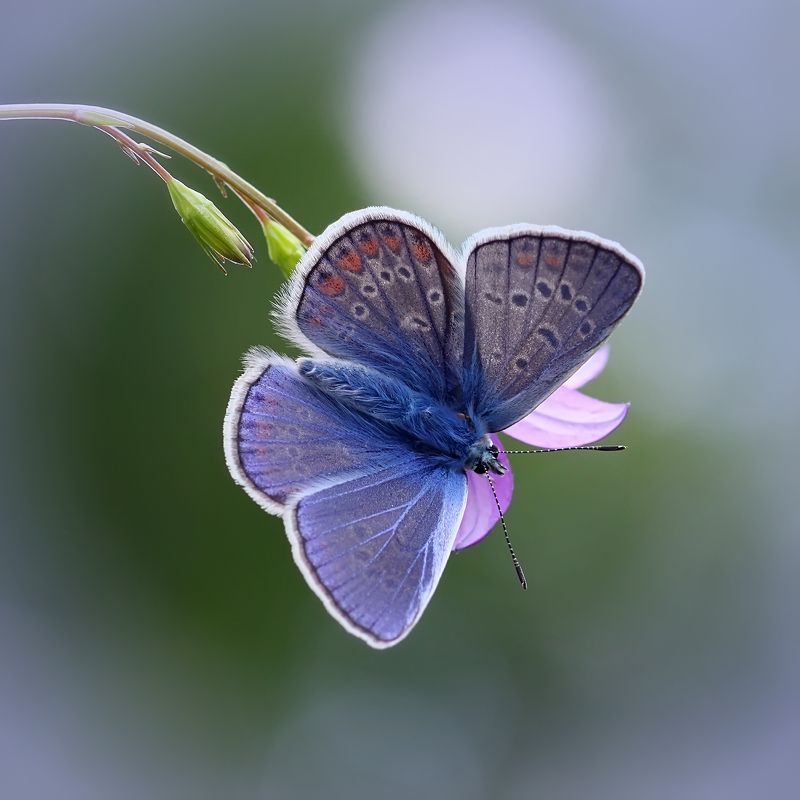 Голубянка. фото превью