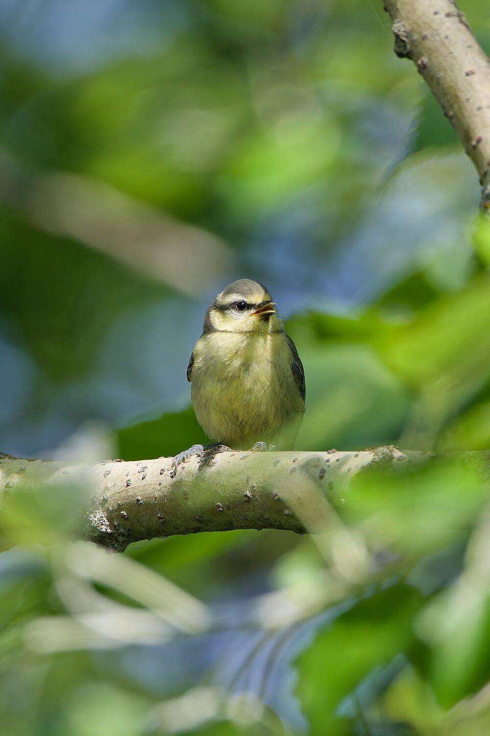 , Гильманов Артур