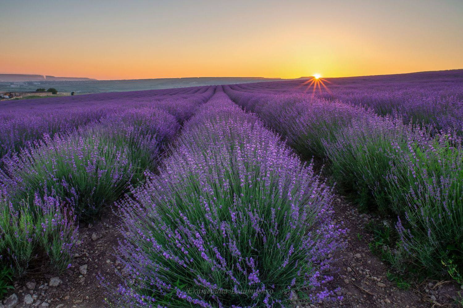 крым, рассвет, цветы, лаванда, поле лаванды, пейзаж, лето, тургеневка, Дмитренко Екатерина