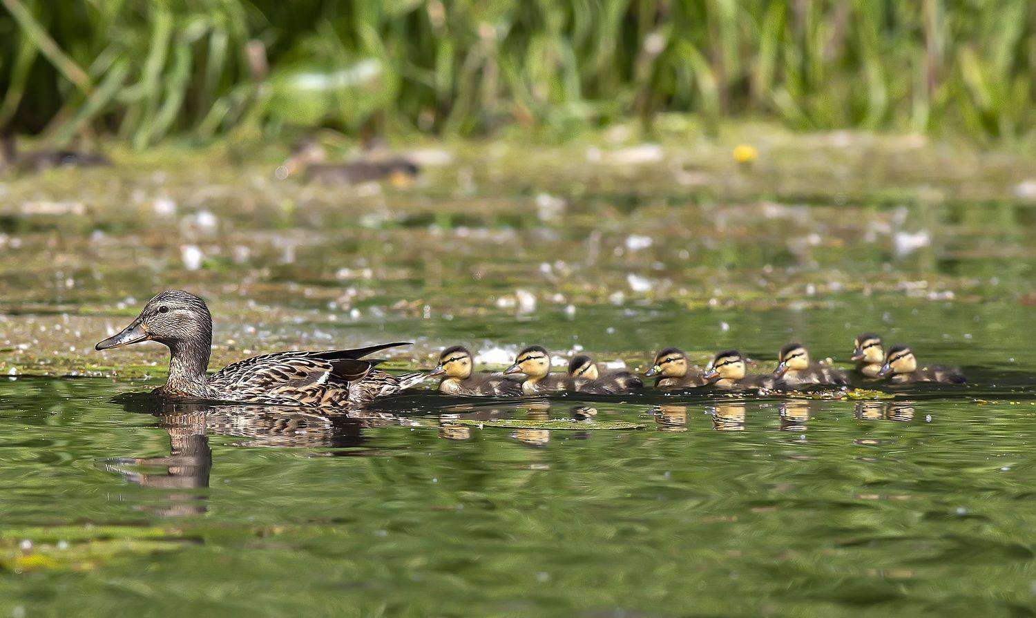 водоплавающие, птицы, утята, кряква, утка, выводок, Широких Александр