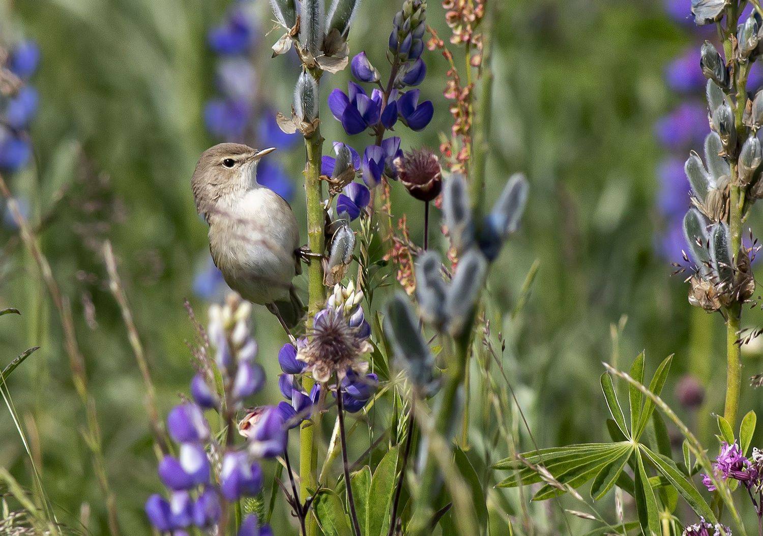 полевые птицы, северная бормотушка, фотоохота, поле, лето, Широких Александр