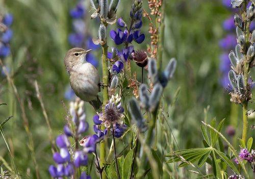Северная бормотушка
