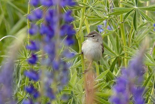 Среди луговых трав