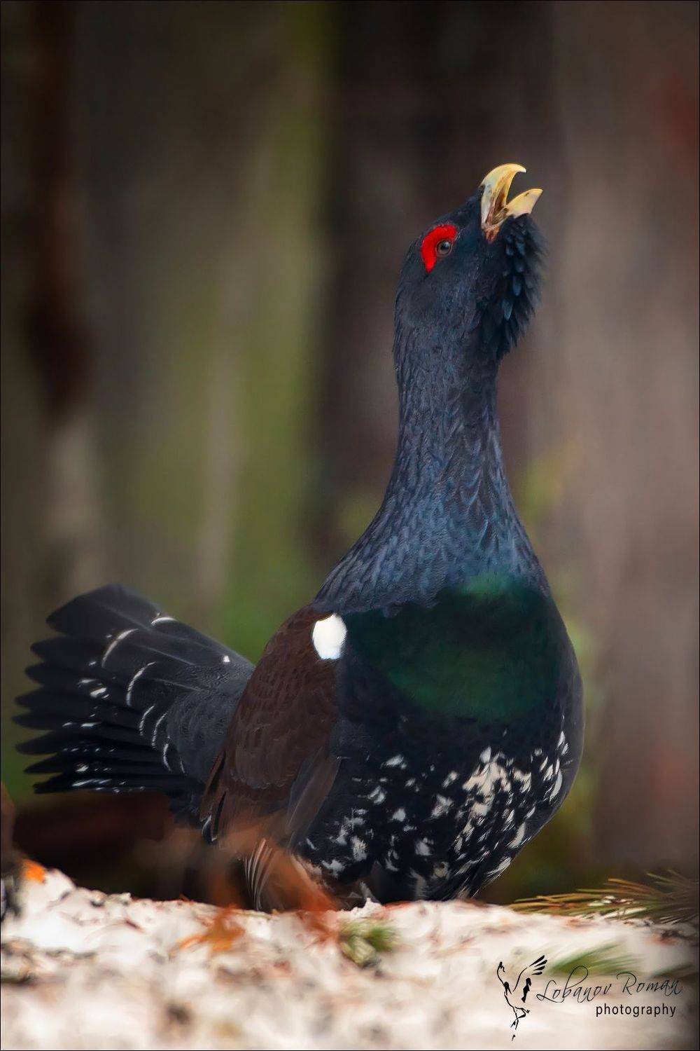 , Роман Лобанов