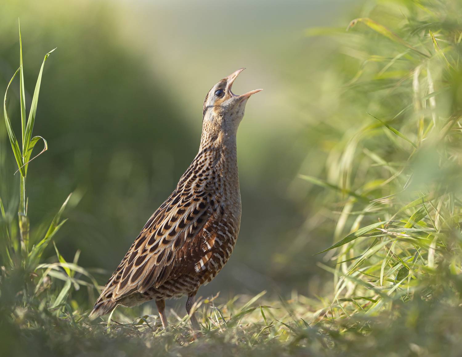 птицы,природа, лето, Андрей Киселёв