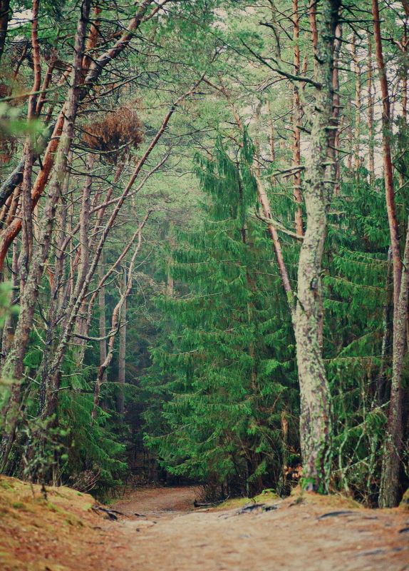 Куршкий лес фото превью