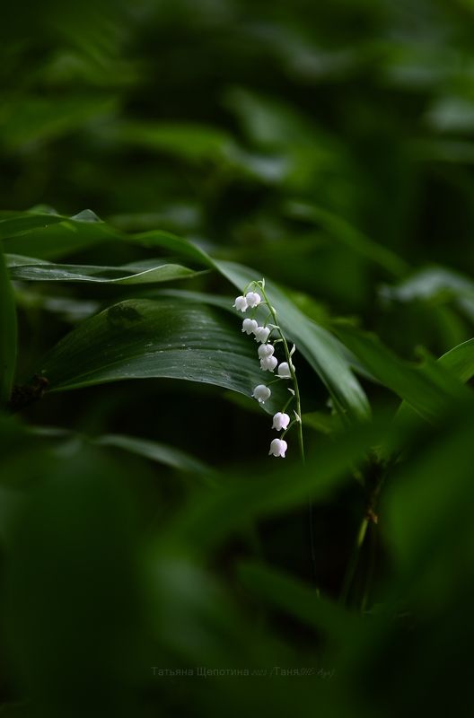ландыши, пушкин, царское, царскоесело, нижнийпарк, отдельныйпарк Там, где ландыши... фото превью