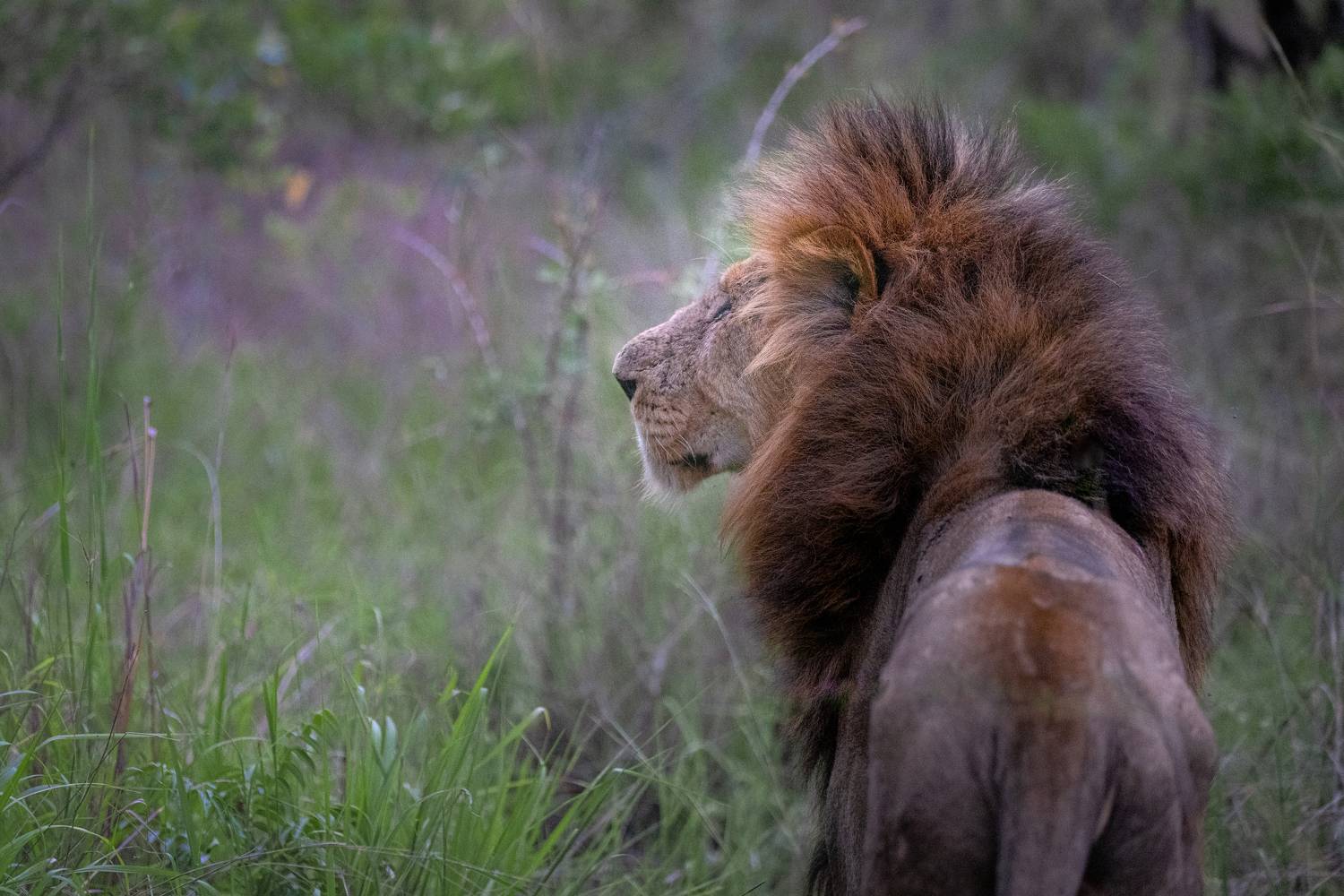 lion, big cat, big cats, lions, safari, south africa, kruger, ulusaba, Bevzenko Roman