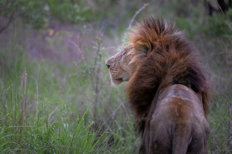 lion, big cat, big cats, lions, safari, south africa, kruger, ulusaba Injured Warrior фото превью