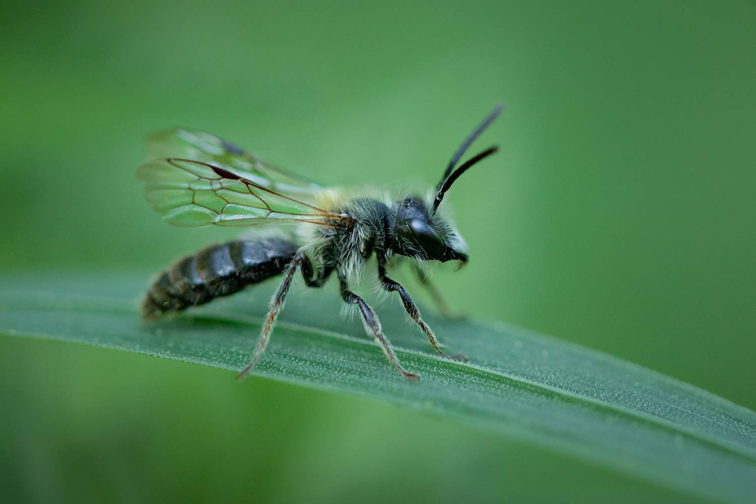 пчела, земляная пчела, макро, макрофотография, андрена, andrena, bee, macro, Хилько Марина