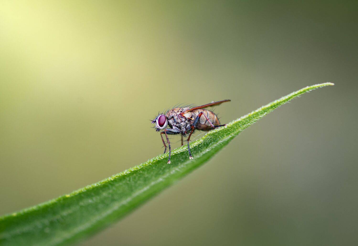 fly, insect, leaf, tiger fly, macro, bug, nature wild, robber fly, robber,, Atul Saluja