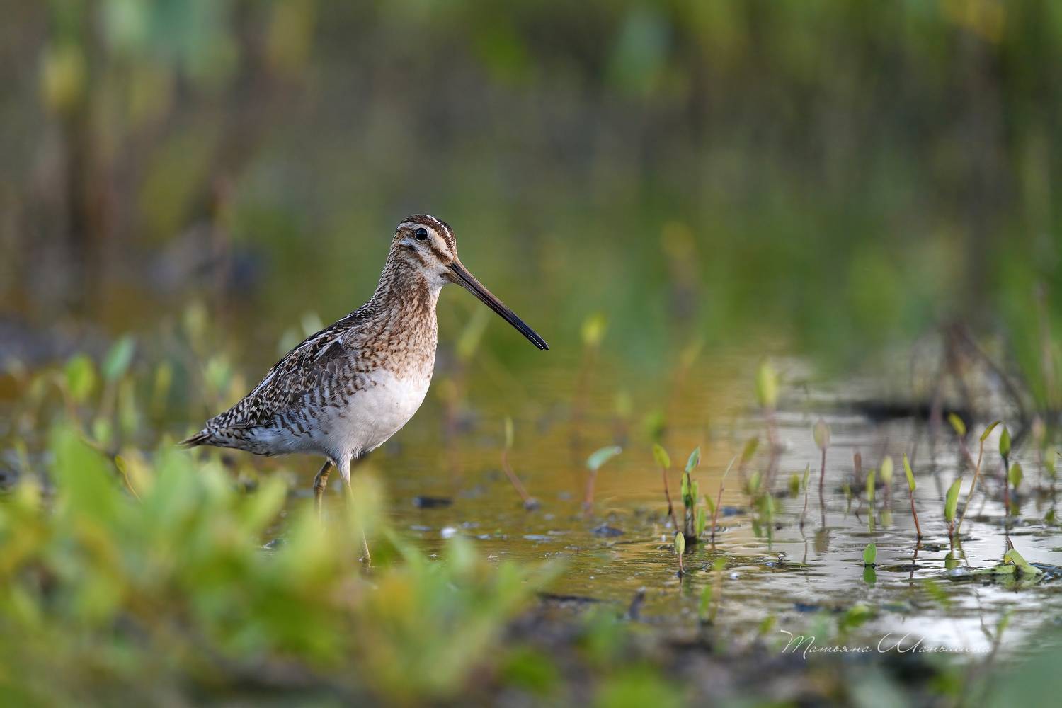 , Татьяна Шаньшина