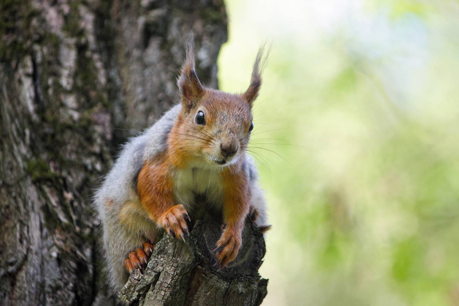 белка, КарОл