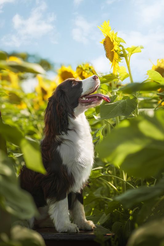 狗 宠物 萌宠 动物 向日葵狗 фото превью