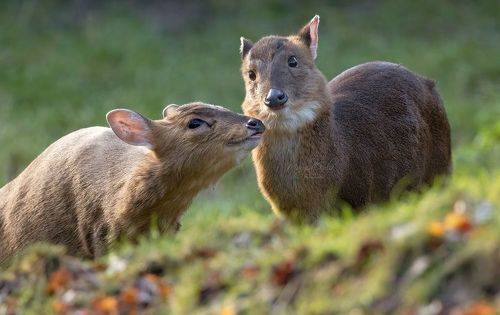 Muntjac
