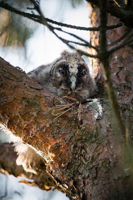 совенок ушастой совы сосна лето Совёнок ушастой совы фото превью