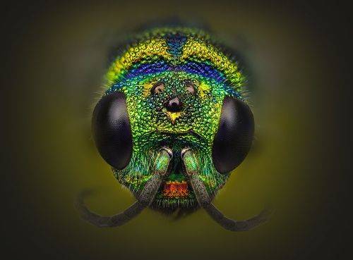 Pseudomalus auratus,