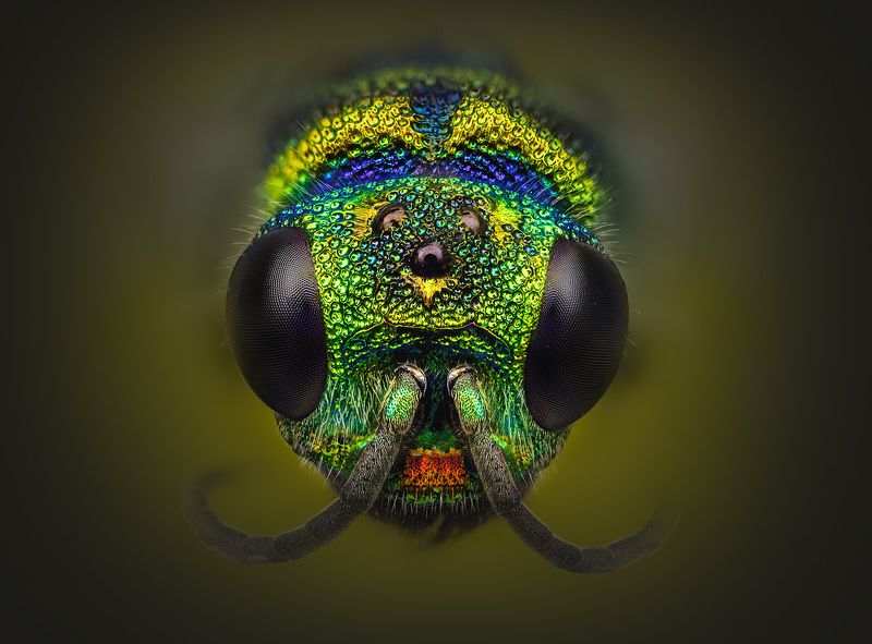 pseudomalus auratus, Pseudomalus auratus, фото превью