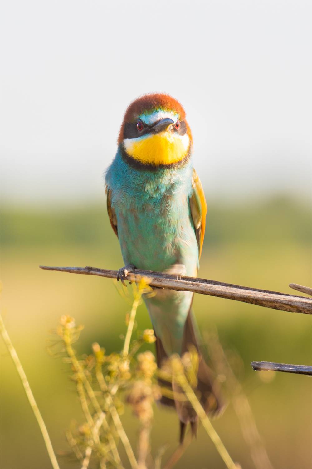 , Чудинин Дмитрий