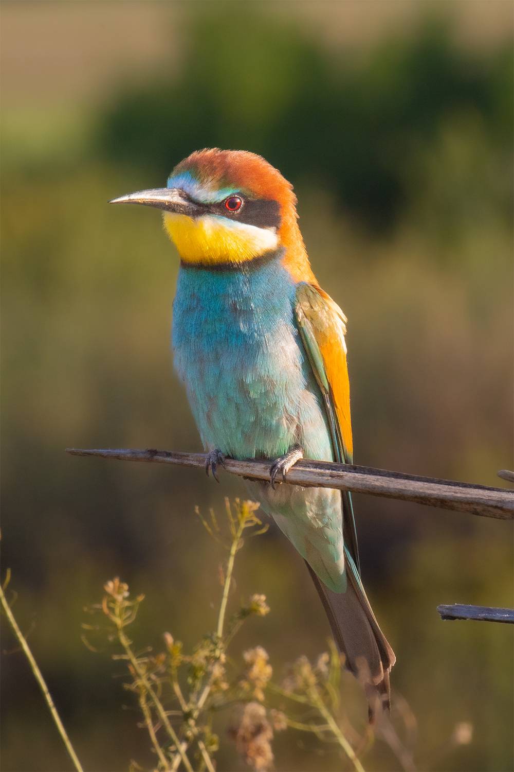 , Чудинин Дмитрий