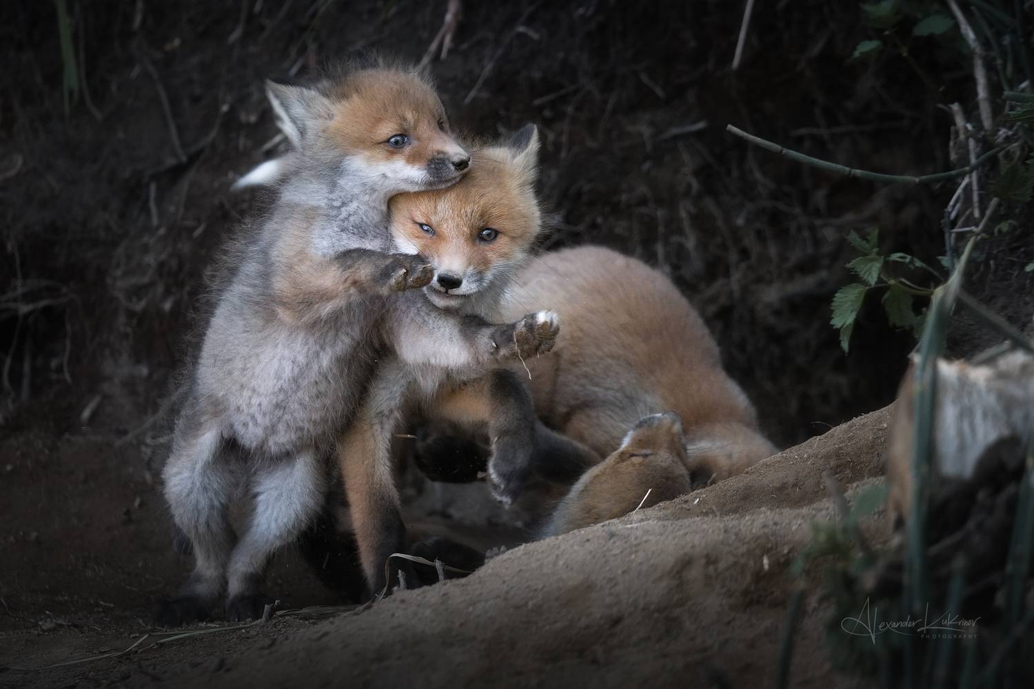 лиса,лисята, Александр Кукринов