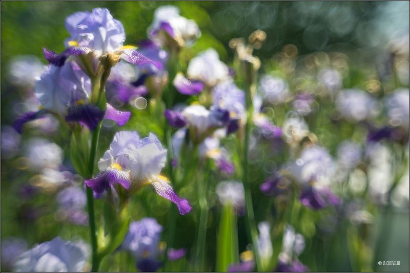 лето,ирисы,акварель Ирисовая акварель фото превью