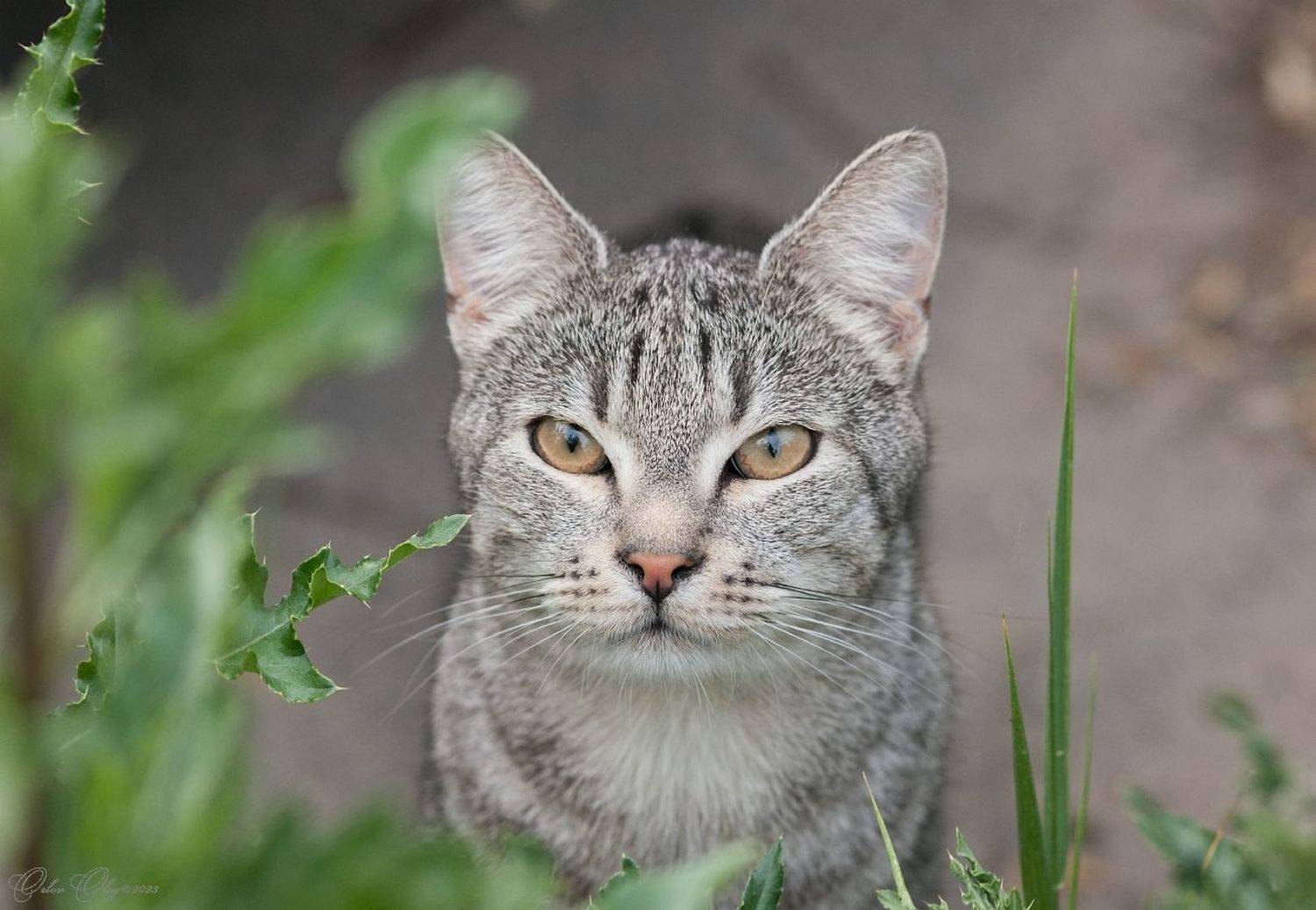 , Орлов Олег