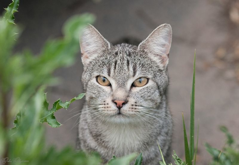 *** фото превью