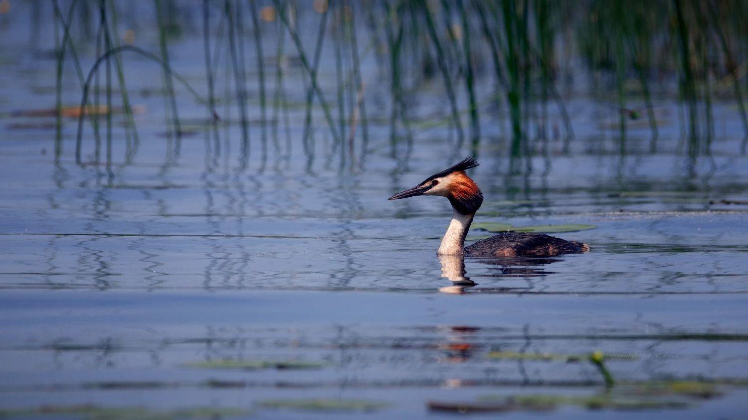 , Елена Зимацкая