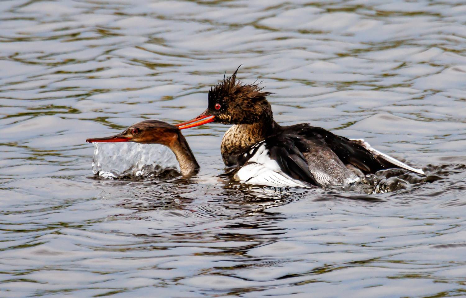 , Волынский Виктор