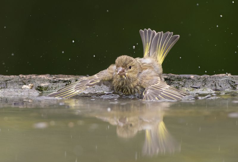 Зеленушка фото превью