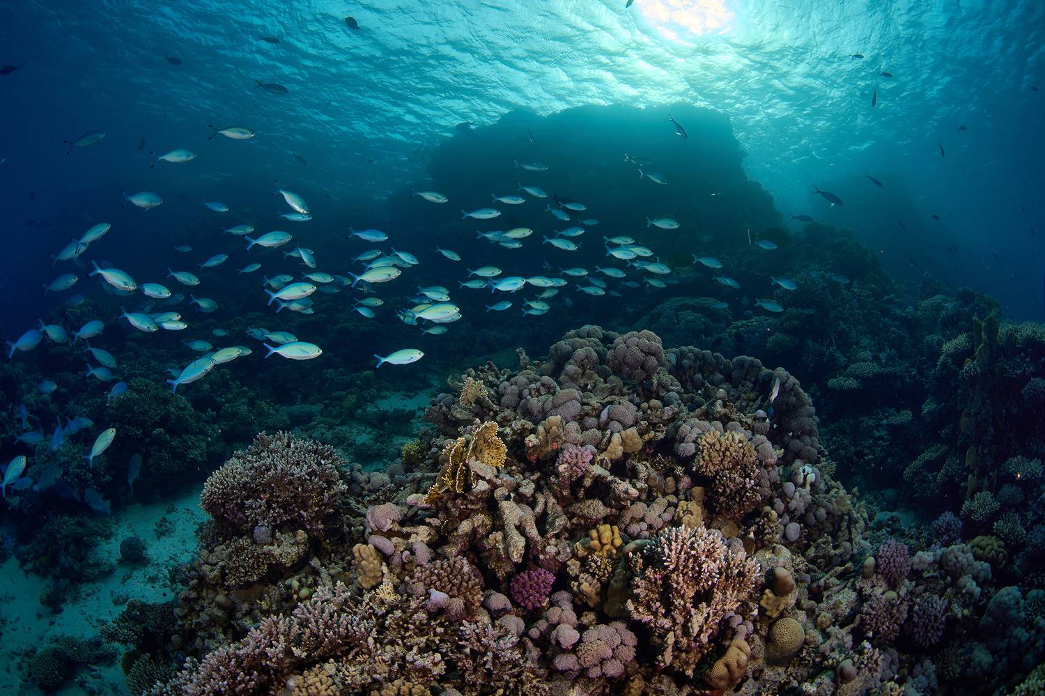 красное море, риф, подводный мир, подводная фотография, дайвинг, PEREPECHAEV PAVEL