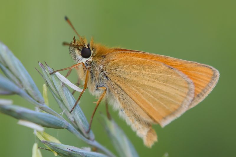 Толстоголовка тире фото превью