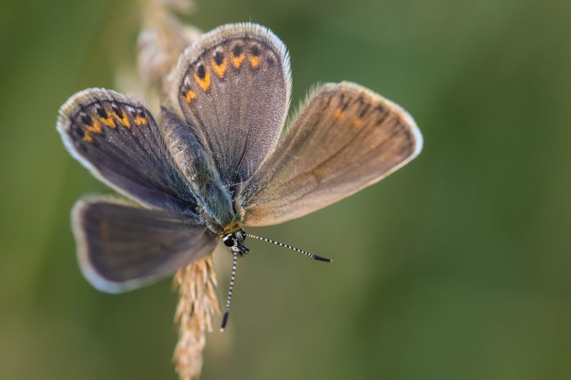Голубянка икар фото превью